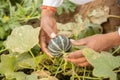 Closeup of farmer hand inspecting or holding unripe muskmelon or sugar melon from before harvesting, organic farming and