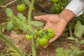 Closeup of farmer hand inspecting or holding unripe Spell Checktomatoes before harvesting, organic farming and agriculture concept