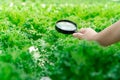 Closeup of farmer hands holding magnifying glass and looking at the vegetables in hydroponics farm. Abnormal Detection, check for