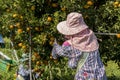 Farmer harvesting oranges in an orange tree field