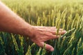 Closeup of farmer's hand gently touching green ripening wheat ears in cultivated field, Royalty Free Stock Photo