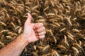 Closeup of farmer's hand gesturing thumbs up over cultivated wheat crop field Royalty Free Stock Photo