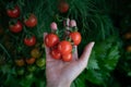 Closeup of farmer`s hands harvest a Tomato in the garden. Farmers hands with fresh tomatoes