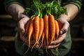 closeup of farmer\'s hands holding big bunch organic carrots