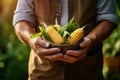 closeup of farmer\'s hands holding ripe corn cobs in sunny day Royalty Free Stock Photo