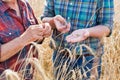 Closeup of Farmers examining wheat grains in field