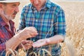 Closeup of Farmers examining wheat grains in field