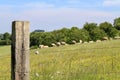 Closeup of a farmland fence with animals near trees