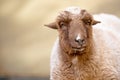 Closeup of Farmyard Sheep