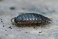 Closeup on the fast woodlouse, Philoscia muscorum sitting on a piece of cardboard