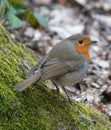 Closeup of a fat European robin bird standing on a mossy tree trunk in the woods Royalty Free Stock Photo