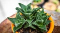 Closeup of Faucaria Tigrina. Royalty Free Stock Photo