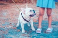 Closeup of a fawn white French Bulldog looking at a little girl in vintage dress Royalty Free Stock Photo