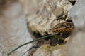 Closeup on a fearful looking common wall lizard, Podarcis muralis , peaking out of her nest Royalty Free Stock Photo