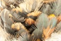 Closeup of feather duster. Royalty Free Stock Photo