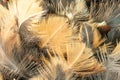 Closeup of feather duster. Royalty Free Stock Photo