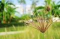 Closeup of Feather Fingergrass in the Sunshine Garden Royalty Free Stock Photo