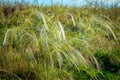 Closeup feather grass or stipa plant