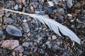 Closeup of a feather on pebbles on the beach Royalty Free Stock Photo