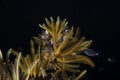 Closeup of feather starfish with their arms extended