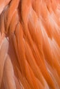 Closeup of the feathers of a Caribbean Flamingo