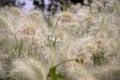 Closeup of feathertop grass field on blurry background.