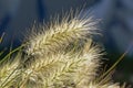 Closeup of feathertop grass flower, selective focus