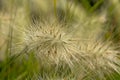 Closeup of feathertop grass  flower, selective focus Royalty Free Stock Photo