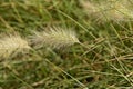 Closeup of feathertop grass flowers, selective focus