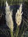 Closeup of feathery flowers on an ornamental grass