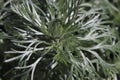 Closeup of the feathery leaves on a Silver Mound plant Royalty Free Stock Photo