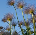 Closeup of feathery seeds of the Pasque flower Pulsatilla vulgaris in springtime. European pasqueflower silky seed-heads.