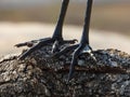 Closeup of the feet of a hamerkop