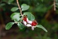 closeup of feijoa tree flower. Blooming Feijoa selllowiana, Acca sellowiana, pineapple guava, guavasteen