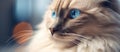 Closeup of a Felidae carnivore with blue eyes by a window