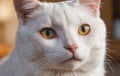 Closeup of a Felidae cat with yellow eyes and white fur, staring at the camera Royalty Free Stock Photo