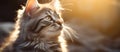 Closeup of a Felidae with fawn fur and whiskers, looking up at the sun