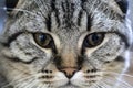 Closeup of a Felidaes face with whiskers and fur, staring at the camera