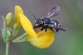 Closeup on a female Anthidiellum strigatum, a small rotund resin bee, on the yellow flower of Birdsfoot trefoil , Lotus