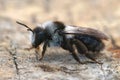 Closeup of a female Ashy mining bee, Andrena cineraria With the typical dorsal black band Royalty Free Stock Photo