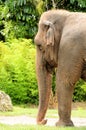 Asian elephant walking in zoo Royalty Free Stock Photo