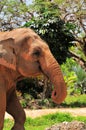 Closeup of female Asian elephant Royalty Free Stock Photo