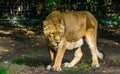 Closeup of a female Asiatic lion walking. wild tropical cat, Endangered animal specie from Asia Royalty Free Stock Photo