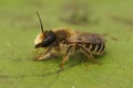 Closeup on a female of the banded mud bee , Megachile ericetorum Royalty Free Stock Photo