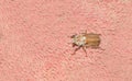 Closeup the female beetle Polyphylla alba