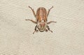 Closeup the female beetle Polyphylla alba