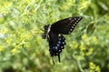 Closeup of a Female Black Swallowtail Butterfly Clutching Onto Dill Flowers Royalty Free Stock Photo