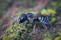 Closeup of a female of he blue mason bee, Osmia caerulescens