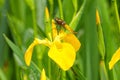 Closeup of a Female Broad-bodied Chaser dragonfly perched atop a Yellow Iris