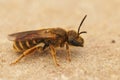 Closeup on a female Bronze furrow bee, Halictus tumulorum sitting on a stone